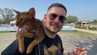 SenSej, gatto Abissino superstar
