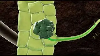 Nitrogen Fixation