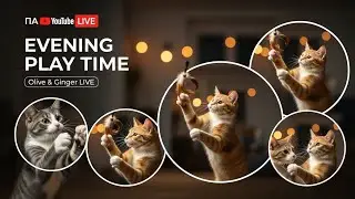 LIFE Cat Life 🐾 | Daily Cute, Funny, Naughty & Loving Cat Moments | Relaxing Cozy Vibes