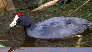 Interesting facts Red knobbed coot by weird square