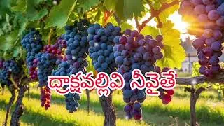 ద్రాక్షవల్లివి నీవైతే//Telugu Christian Song//CoverBy Rev.Dr.Wesley Anand Babu Putla&Renu