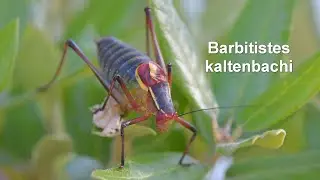 Barbitistes kaltenbachi -- Hvar Saw Bush-cricket
