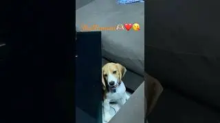 Hyperactive Shuttumani🫶🏻❤️🐾#beaglepuppy #beagle #beaglecrew #luffy #pets #petlovers #funny