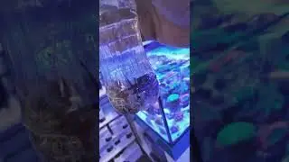 Home made fish trap #aquariums #reeftank #fishtank #nanoreef #saltwaterfishtank