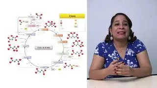 Cellular Respiration Explained Easily | Biochemistry for Students