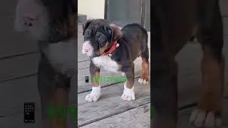 low price pakistani Bully male puppy for sale #sourabhkennel #pakistanibully #bullypuppy #puppy