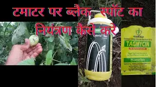 टमाटर पर ब्लैक स्पॉट का नियंत्रण कैसे करे।   tamater par black spot niyantran kaise kare. #tamatar 