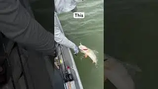 What happens when you add Pro-Cure? #fishing
