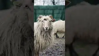 Nature close up Sheep #shortsfeed #viralshort #trendingshorts #sheep #forest