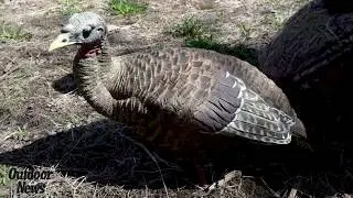 Top Turkey Gear for your Hunting Vest