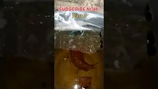 Fighter Fish Breeding(A To Z)All Process Part 2 Subscribe Now Part 3 🧿 #Akash_Fish_Farming_ #fighter