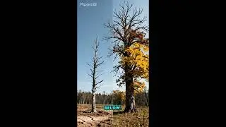 AGR514 WHITE ROOT DISEASE IN RUBBER PLANTATION