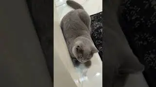 POV: You See the Cutest Cat Ever 😻 #cat #kucing