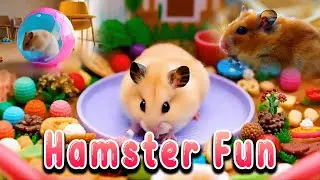 Hamster Fun