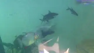 Breeding silver sharks