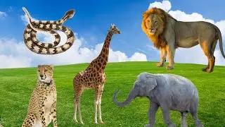 The Snake, Lion, Cheetah, Elephant, and Giraffe Journey: A Safari Through the Wild