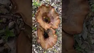Brown Rollrim fungi - October 2022