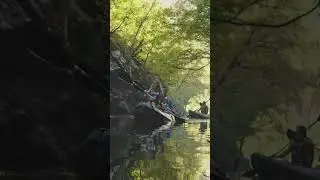 Discover the Wild Side of Georgia: Okefenokee Swamp Adventure #shorts