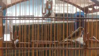 Tá ido para o Tuitui zelzel