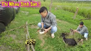 Linh Philip || Thi Nhau Sinh Sản Việt Phi Farm Li&ecirc;n Tục Ch&agrave;o Đ&oacute;n Những Th&agrave;nh Vi&ecirc;n Mới !!!