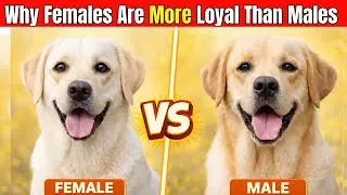 Male vs Female Dog - The Dog Gender Mistake 90% of Owners Make