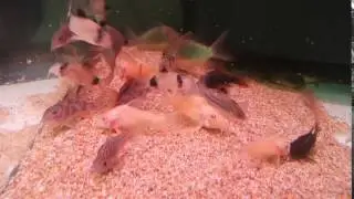 Brochis splendens, Corydoras black venezuela, sterbai, panda,schulzei,paleatus long fin,elegans