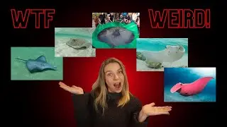 Stranger stingrays | Weird ocean animals
