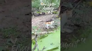Let&rsquo;s see the cat🐈afternoon moments in the countryside🌴🏡🐾🌱😜 #cute #cutecat #cats #shortsvideo
