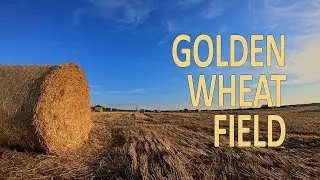 GOLDEN WHEAT FIELD Nearby Village (4K) - Relaxing Nature Summer Sounds