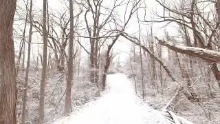 Winter Forest Walk | 4K