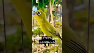 Kecial Kuning Speed PERDETIK 😱‼️#kecialkuning #shorts @pepadukecial