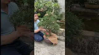 l&agrave;m đẹp cho c&acirc;y t&ugrave;ng cối