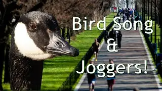 Heavy Breathing, Bird Song, footsteps and Joggers! (ASMR?)