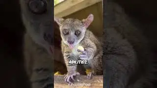 Bush baby pet 😍 #animals #pets #viralpetvideos