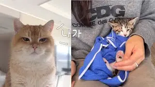 응 동생 싫어✋🏼 소빵이는 엉아가 될 수 있을까..? 아기 고양이 입양기