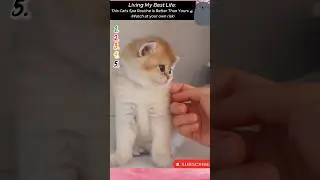 Living My Best Life: This Cat's Spa Routine Is Better Than Yours 💅 #cat #cuteanimals #cute
