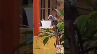 #குக்குபறவை#இனிப்பு#பொங்கல்##சாப்புடு#CucKoo#Bird#Eating#SweetPongal#female#Ruby#RedEyes#WorldRecord