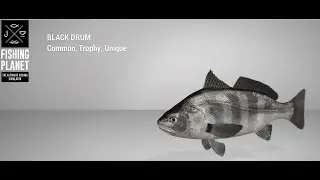 Fishing Planet - Blue Crab Island - Unique - Black Drum - Bottom