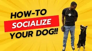 How to Socialize Your Dog (THE RIGHT WAY)!!