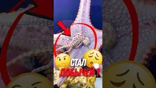 ⭐ Как морская звезда ест добычу?