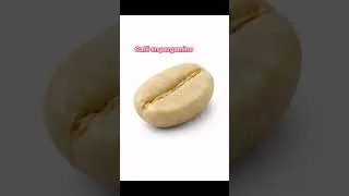 &iquest;Conoces la diferencia entre el caf&eacute; en oro y pergamino? Solo es una peque&ntilde;a capa (cascarita)