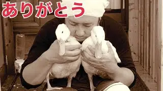 アヒル達とお別れする時がきました