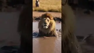 Lion Attacks Baby Rhino &mdash; Mom&rsquo;s Revenge Is Insane #animalcomedy