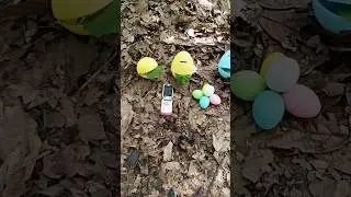 Finding millipede and snail and egg #millipede #snail #egg