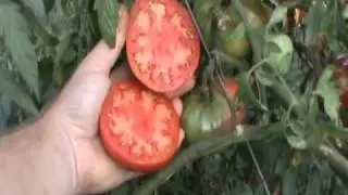 Arkansas Traveler Heirloom Tomato