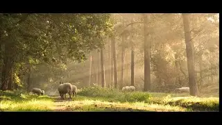 Meditation with animal life HD  | connect with animals and your spirit 🐎
