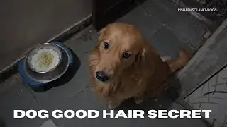 Leo Ke Great hair ka Raaz | Best food for Dog | Golden retriever dog funny moment 🦮