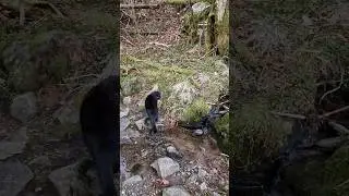 🐾🐾🐾 #walking #adventure #nature #forest #spring #cat #cats #shorts #viralshorts #viralvideo #meow