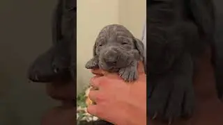 Puppies just opened their beautiful blue eyes #weimaraner