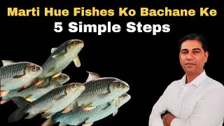 Fishes Ko Bachane Ke 5 Simple Steps | 100% Results